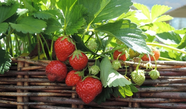 atelier jardinage